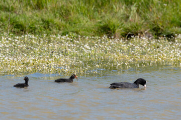 Foulque macroule, femelle, jeune, Fulica atra, Eurasian Coot