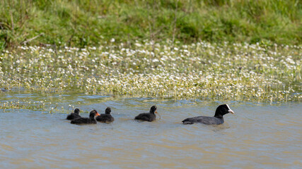 Foulque macroule, femelle, jeune, Fulica atra, Eurasian Coot
