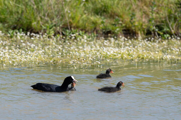 Foulque macroule, femelle, jeune, Fulica atra, Eurasian Coot