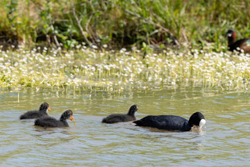 Foulque macroule, femelle, jeune, Fulica atra, Eurasian Coot