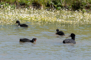 Foulque macroule, femelle, jeune, Fulica atra, Eurasian Coot