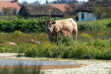 Vache , race Maraichine, region Pays de Loire; marais Breton; 85, Vendée, Loire Atlantique, France
