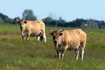 Vache , race Maraichine, region Pays de Loire; marais Breton; 85, Vend&eacute;e, Loire Atlantique, France