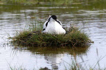 Avocette élégante, Recurvirostra avosetta, Pied Avocet