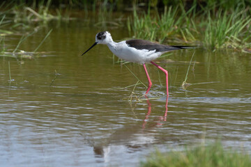 Echasse blanche,  Himantopus himantopus, Black winged S
