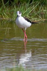 Echasse blanche,  Himantopus himantopus, Black winged S