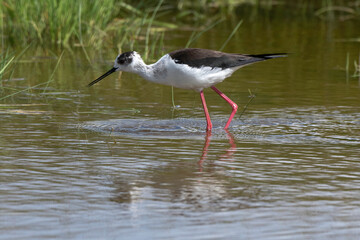 Echasse blanche,  Himantopus himantopus, Black winged S