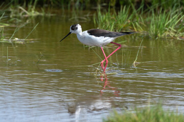 Echasse blanche,  Himantopus himantopus, Black winged S