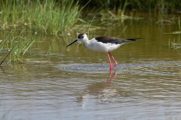 Echasse blanche,  Himantopus himantopus, Black winged S