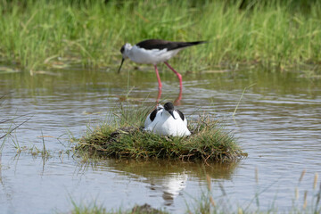 Avocette élégante, nid, Recurvirostra avosetta, Pied Avocet, Echasse blanche,  Himantopus himantopus, Black winge