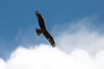 Milan noir, .Milvus migrans, Black Kite