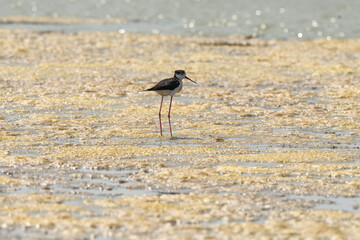 Echasse blanche,  Himantopus himantopus, Black winged , Marais salants, Limu ruppie; ruppia maritima, Guerande, Loire Atlantique, 44, France