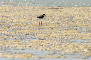 Echasse blanche,  Himantopus himantopus, Black winged , Marais salants, Limu ruppie; ruppia maritima, Guerande, Loire Atlantique, 44, France