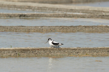Avocette élégante, nid, Recurvirostra avosetta, Pied Avocet, marais salants , île de Noirmoutier, 85, Vendée, France