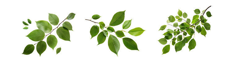 Obraz premium A branch with green leaves isolated on a white background.