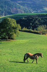 Cheval, race Comtois, noyer, paysage Cévenol, Roche Surges, Aveyron, 12, France