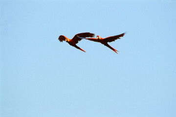 Ara chloroptère,.Ara chloropterus, Red and green Macaw, Tambopata, Perou © JAG IMAGES