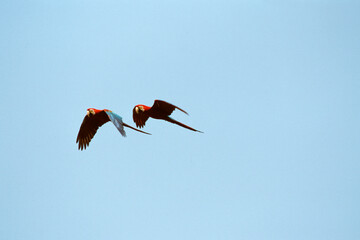 Ara chloroptère,.Ara chloropterus, Red and green Macaw, Tambopata, Perou © JAG IMAGES