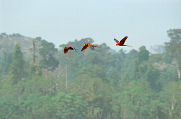 Ara chloroptère,.Ara chloropterus, Red and green Macaw, Tambopata, Perou © JAG IMAGES