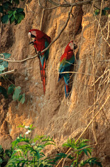 Ara chloroptère,.Ara chloropterus , Red and green Macaw, colpa, Réserve de Tambopata, Amazonie, Pérou © JAG IMAGES