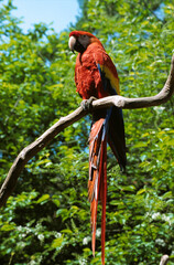 Ara chloroptère,.Ara chloropterus, Red and green Macaw, Tambopata, Perou © JAG IMAGES