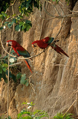 Ara chloroptère,.Ara chloropterus, Red and green Macaw  , Réserve de Tambopata , Perou © JAG IMAGES