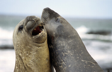Eléphant de mer, mâle, combat, Mirounga leonina, Iles Falkland, Malouines