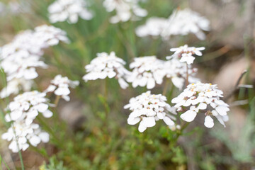 A bunch of white flowers are in a field