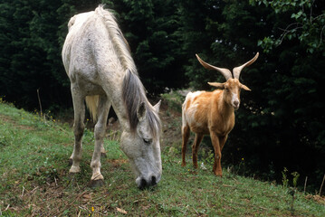 Cheval race Carmarguais, Chévre race chamoisée de montagne