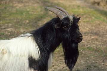 Chèvre à téte noire de Somalie, bouc, Capra hircus hircus