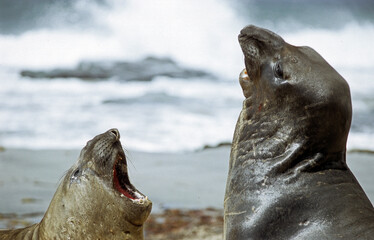 Eléphant de mer, mâle, combat, Mirounga leonina, Iles Falkland, Malouines