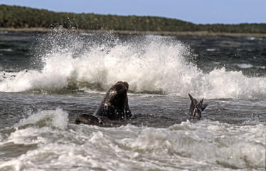 Eléphant de mer, mâle, combat, Mirounga leonina, Iles Falkland, Malouines