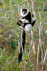 Obraz premium Lémur vari noir et blanc , lémurien, Varecia variegata variegata, Madagascar