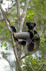 Lemur indri, Indri indri, Madagascar