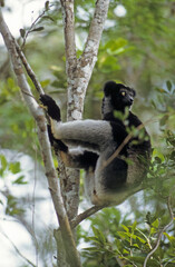 Lemur indri, Indri indri, Madagascar
