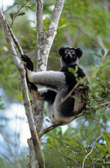 Lemur indri, Indri indri, Madagascar