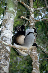 Lemur indri, Indri indri, Madagascar