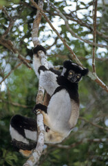 Lemur indri, Indri indri, Madagascar