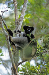 Lemur indri, Indri indri, Madagascar