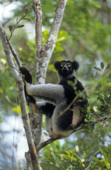 Lemur indri, Indri indri, Madagascar