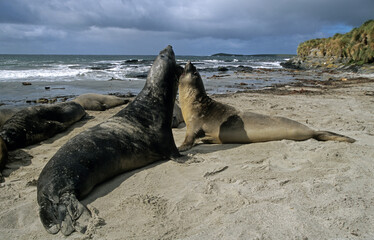 Eléphant de mer, mâle, combat, Mirounga leonina, Iles Falkland, Malouines