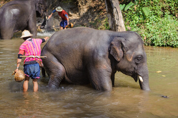 Herdsman washes the elephant in the river