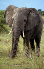 Eléphant d'Afrique, Loxodonta africana,. Parc national de la Rwindi, République Démocratique du Congo