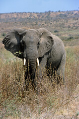 Fototapeta premium Eléphant d'Afrique,, Loxodonta africana, Parc national Mikumi, Tanzanie