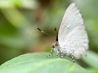 Close up of small butterfly (Hypolycaena erylus)