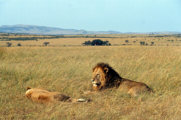Lion, lionne, Panthera leo, Parc national du Serengeti, Tanzanie