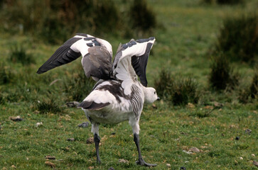 Ouette de Magellan, oie de Magellan, .Chloephaga picta, Upland Goose, Iles Falkland, Malouines