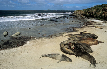 Eléphant de mer, Mirounga leonina, Iles Falkland, Malouines