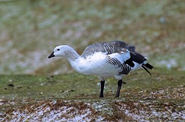 Ouette de Magellan, oie de Magellan, .Chloephaga picta, Upland Goose, Iles Falkland, Malouines