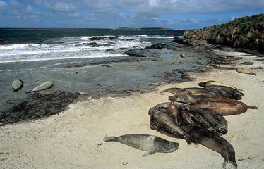 Eléphant de mer, Mirounga leonina, Iles Falkland, Malouines